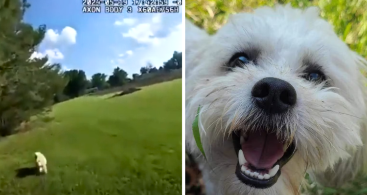 Un policía en Estados Unidos mató a tiros a un perro tras creer que tenía rabia por su extraño comportamiento. Sin embargo, su dueño posteriormente confirmó que el animal era ciego y sordo.