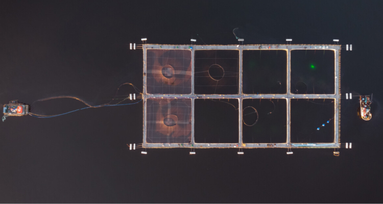 salmonera nova austral