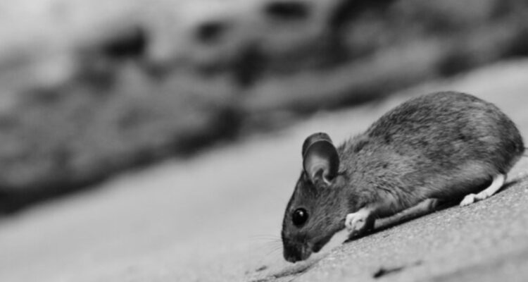 Prohíben funcionamiento de Liceo Politécnico Pesquero de Mehuín por hallazgo de fecas de ratón