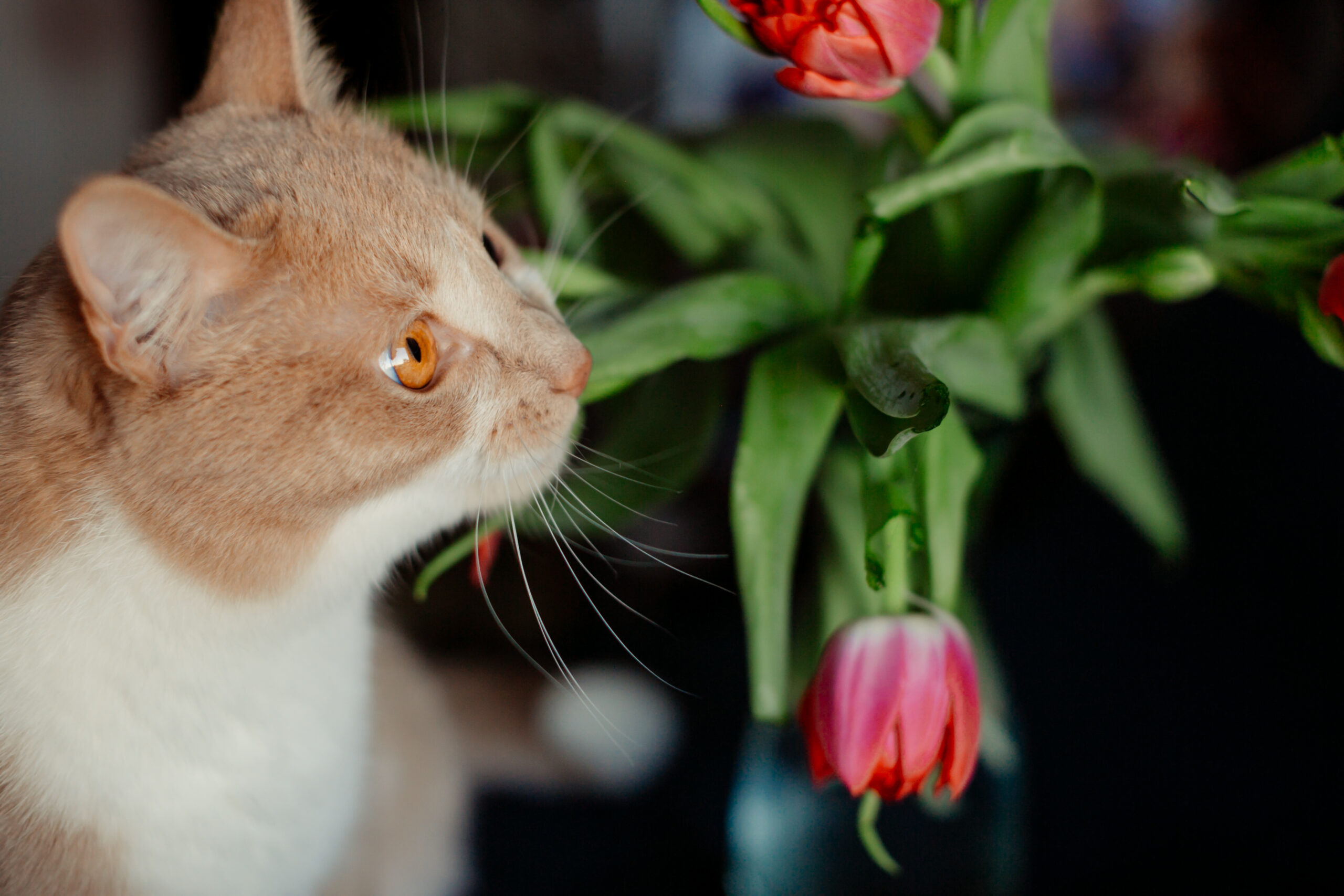 son las plantas cordyline venenosas para los perros