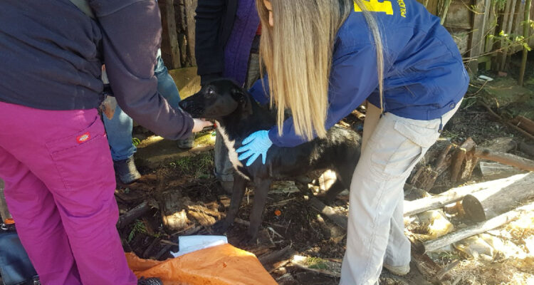 Rescatan a dos perros víctimas de maltrato en sector Fundo del Carmen en Temuco
