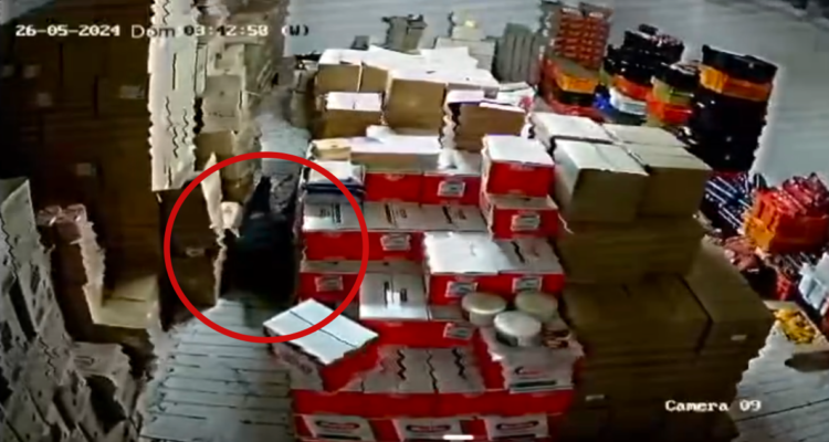 Carabineros frustró a tiros robo “en punta y codo” contra una bodega de Santiago: cinco detenidos