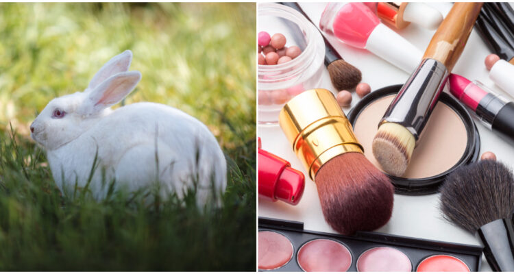 Abren concurso para sello “libre de crueldad animal” gratis: 4 marcas podrán acceder a beneficios