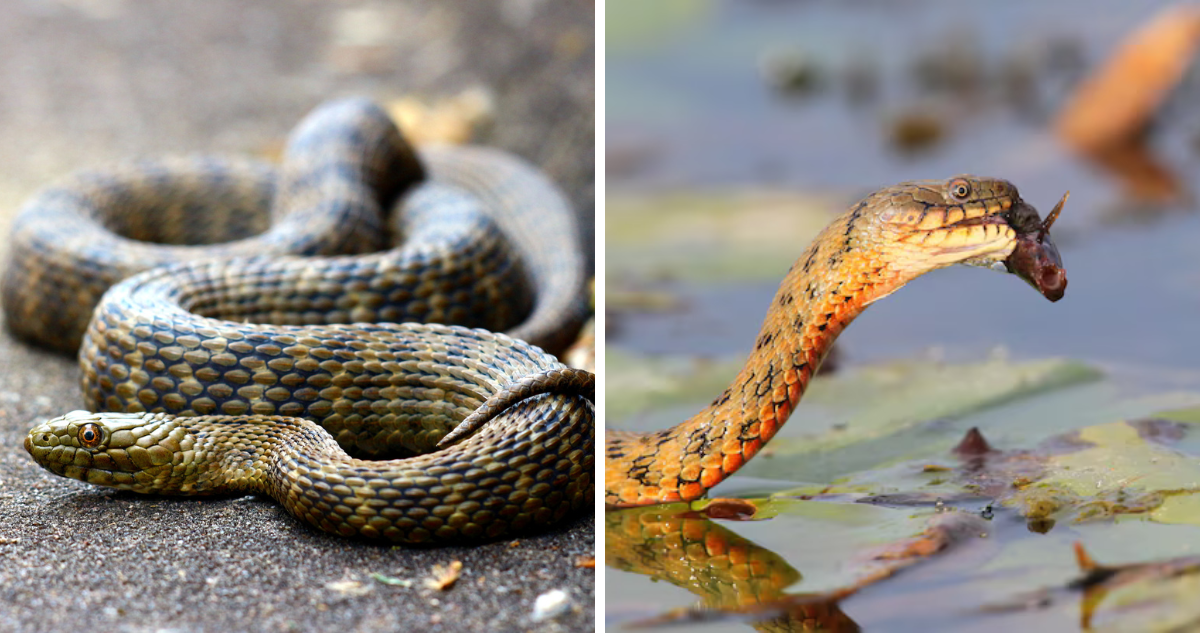 Según un estudio las serpientes de dados fingen su muerte, utilizando la sangre y el excremento como recurso.
