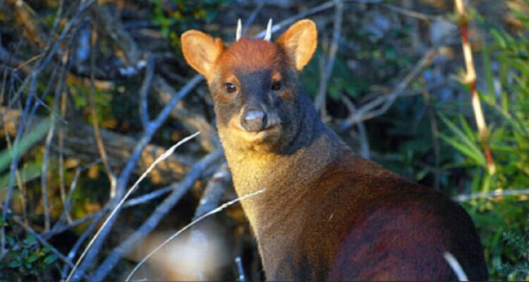 Pudú