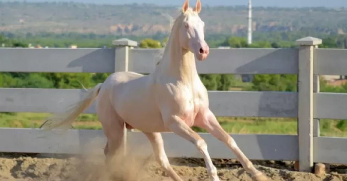 Caballo