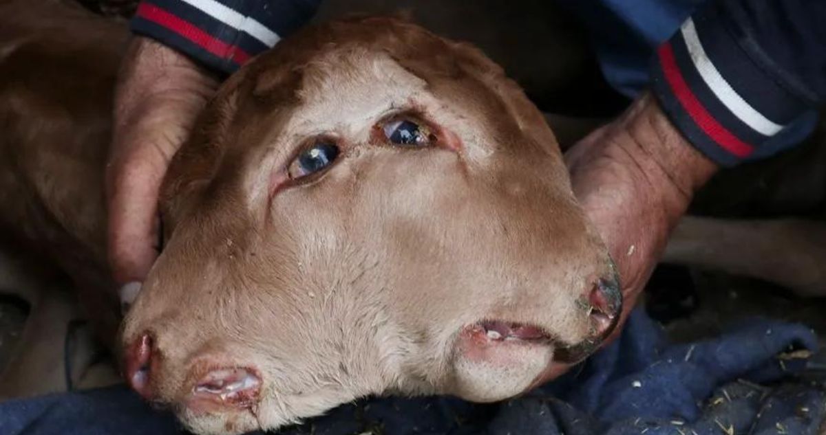 Nace ternero con dos cabezas en España: alcanzó a sobrevirir por 72 horas