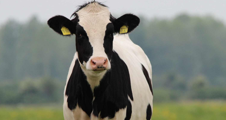 Un estudio, realizado por las universidades y centros de Chile, Lituania y Francia, determinó que los huesos de vacas podrían ser potencialmente útiles para la creación de prótesis.