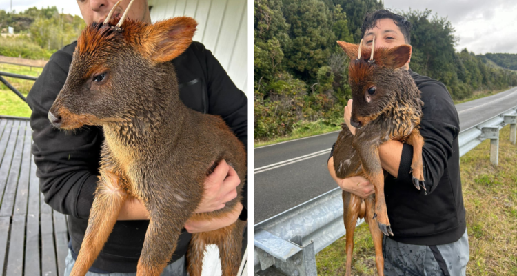 Rescatan a pudú que era brutalmente atacado al interior del lago Huillinco en Chonchi