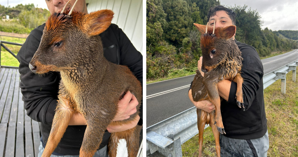 Rescatan a pudú que era brutalmente atacado al interior del lago Huillinco en Chonchi