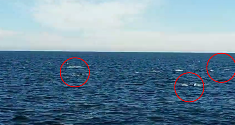“La cagó”: pescadores asombrados por gran cantidad de delfines chilenos frente a costas de Coliumo
