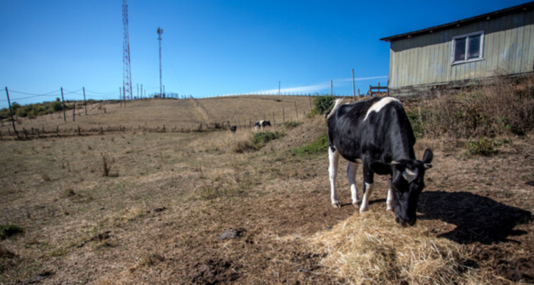 Declaran escasez hídrica en provincias de Llanquihue y Chiloé tras toma de razón de Contraloría
