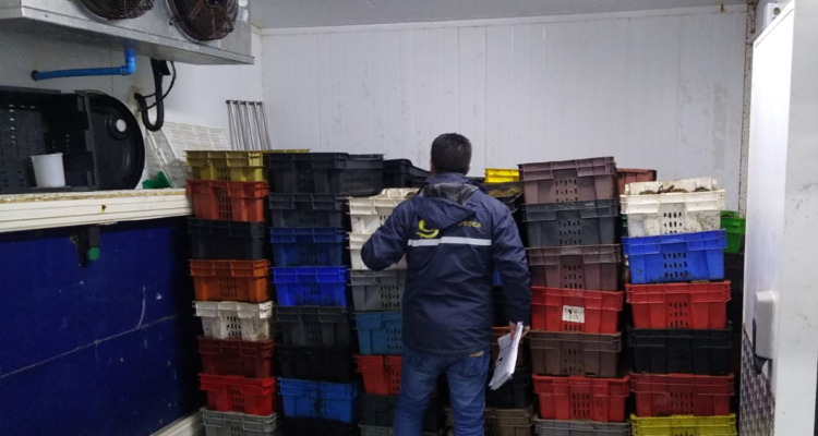 Sernapesca incauta 3.600 kilos de erizos de origen ilegal y redes de pesca en Chiloé