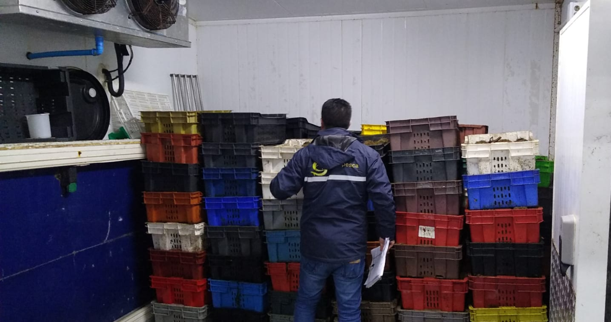 Sernapesca incauta 3.600 kilos de erizos de origen ilegal y redes de pesca en Chiloé