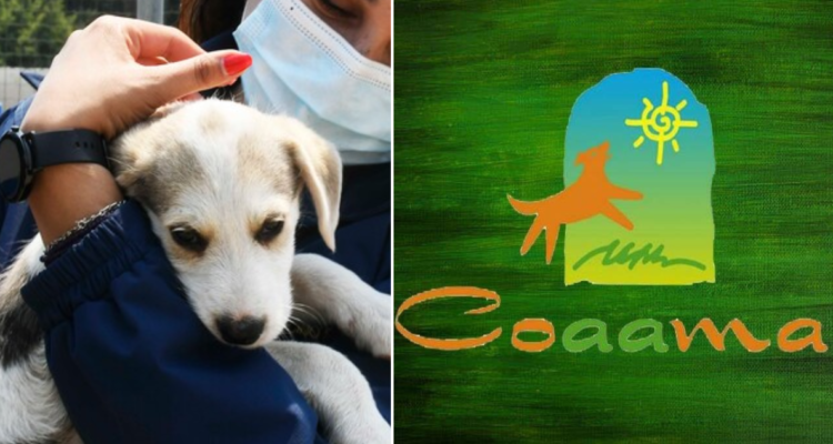 Corporación que acoge a mas de 70 perros en Concepción busca ayuda monetaria: conoce cómo aportar aquí