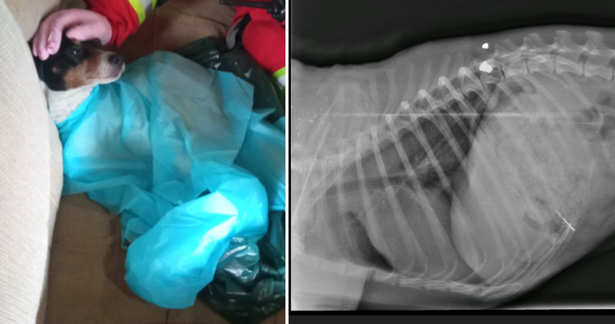Denuncian caso de maltrato animal en Osorno: perro queda parapléjico tras recibir disparo en columna