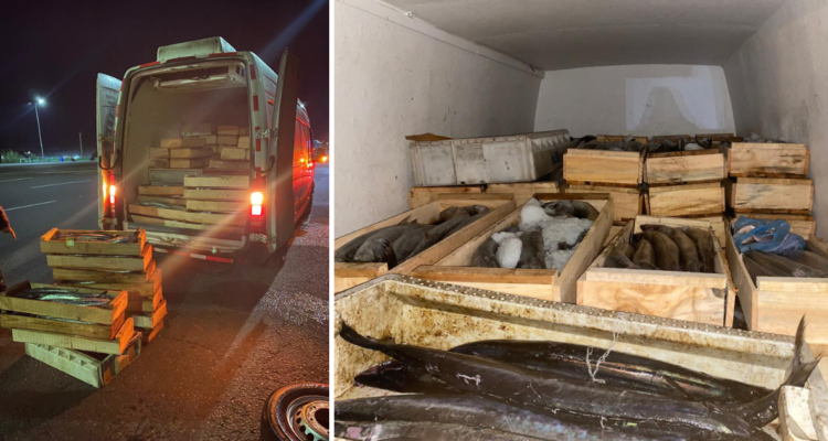 Sernapesca incauta 1.500 kilos de sierra durante fiscalización en Ruta 5 al sur de Temuco