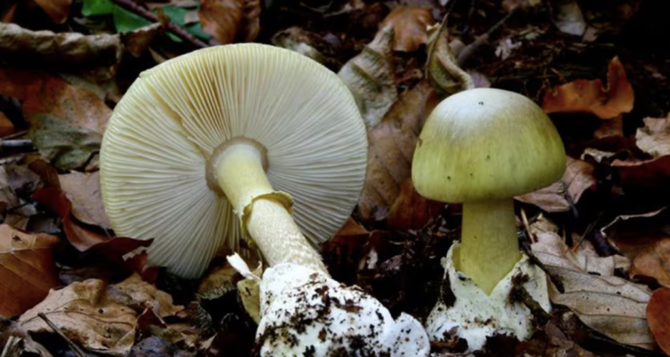 Una persona muere y otras tres se mantienen graves tras consumir hongos venenosos en Lumaco