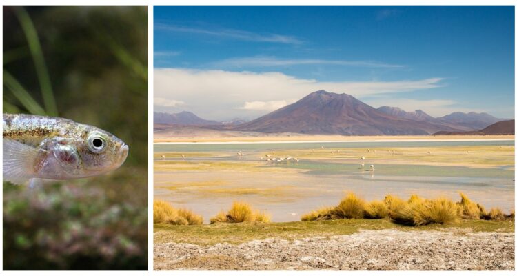 Científicos de la Universidad de Chile identificaron genómicamente formas de vida en el hostil Salar de Ascotán, en el Desierto de Atacama.