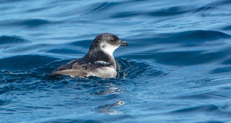 Yuncos regresaron a isla chilena Pájaro Uno donde estuvieron extintos durante décadas