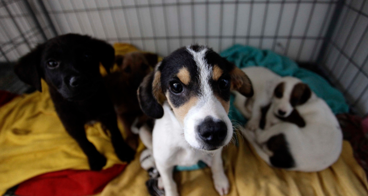 Buscan crear clínica móvil y crematorio para mascotas.