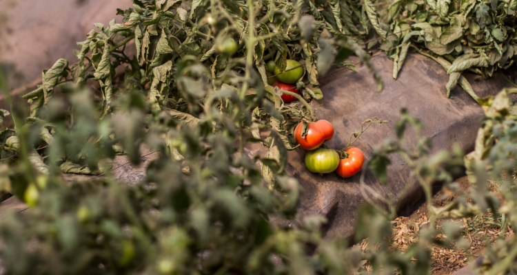 Comenzó aplicación de ficha para conocer catastro de agricultores afectados por sistema frontal en el Bío Bío.