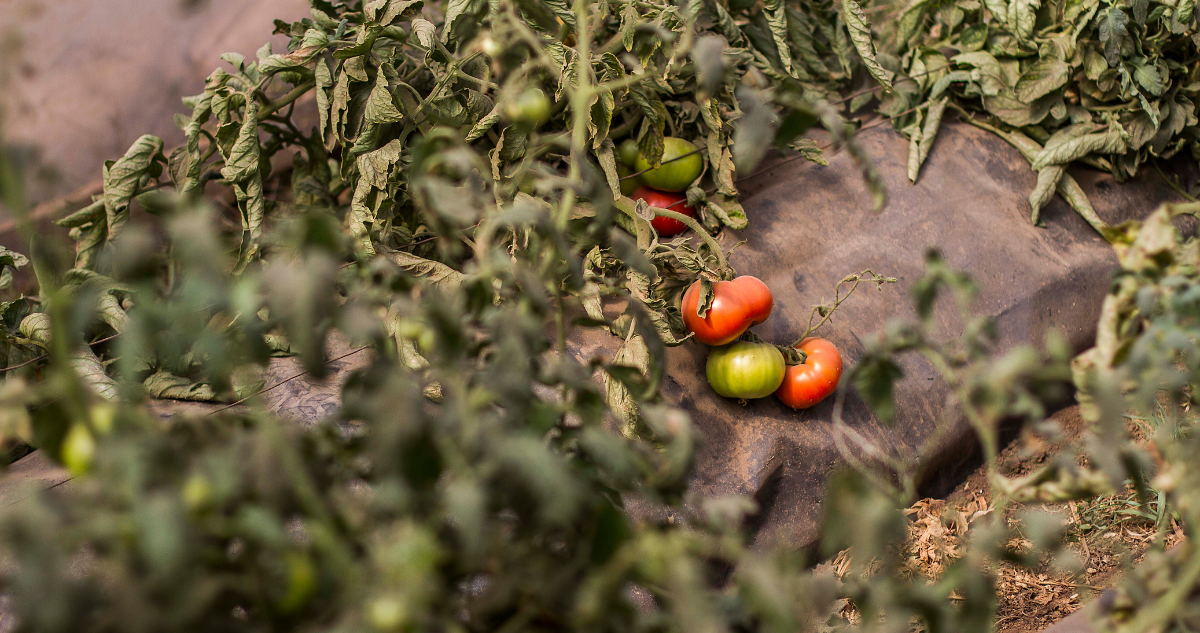 Comenzó aplicación de ficha para conocer catastro de agricultores afectados por sistema frontal en el Bío Bío.