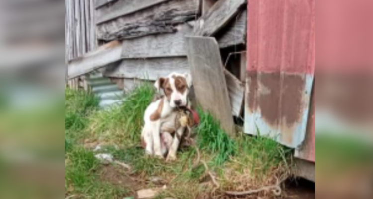 Municipalidad de Osorno anunció querella contra responsables de maltrato animal.