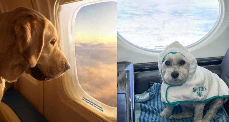 Así es la primera aerolínea para perros: qué viajes realiza, cuáles son los precios y las condiciones