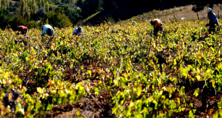 agricultores la araucanía