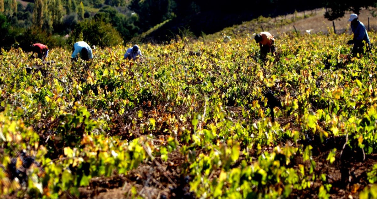 agricultores la araucanía