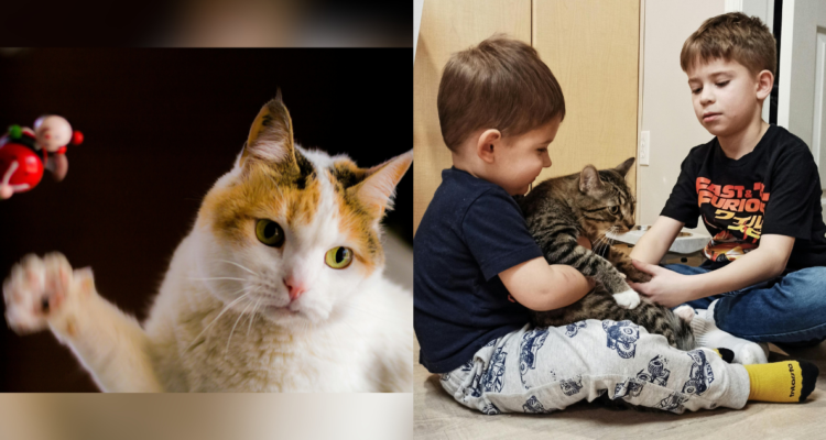 Alertan aumento de niños infectados por enfermedad del “arañazo de gato” en Concepción