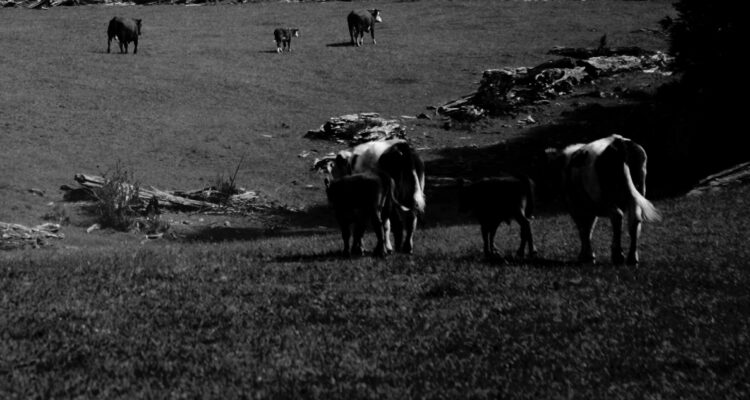 Región del Bío Bío: Son cientos los animales afectados por sistema frontal y 2 pumas murieron ahogados