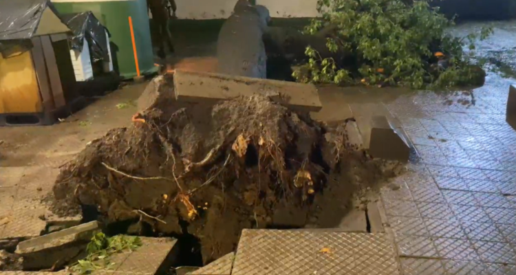 Árbol cae en el exterior de prefectura de Carabineros en Santiago: guardia logró salvar ilesa
