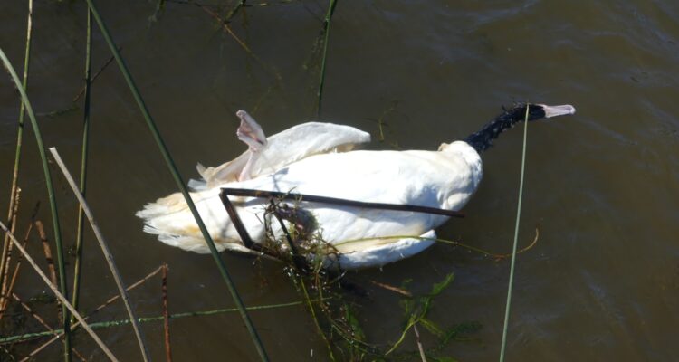 ATAQUE A CISNES DE CUELLO NEGRO POR LOBOS MARINOS EN SANTUARIO DE LA NATURALEZA DE VALDIVIA