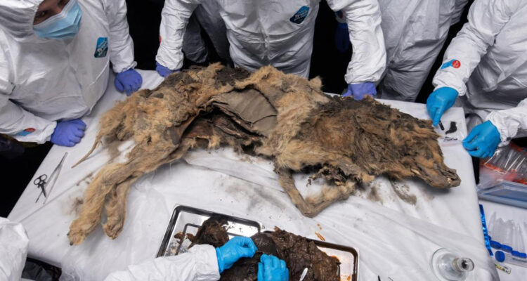 Restos del primer carnívoro encontrado en permafrost