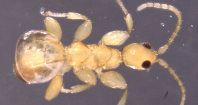 Descubren en Puerto Rico una extraña especie de avispa que no tiene alas