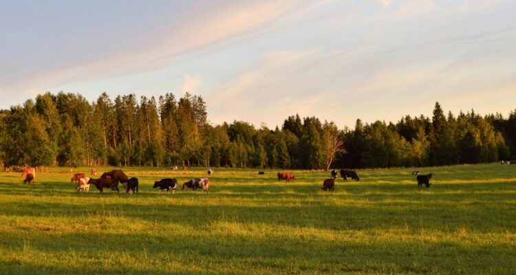 Chile quiere estar libre de Brucelosis Bovina