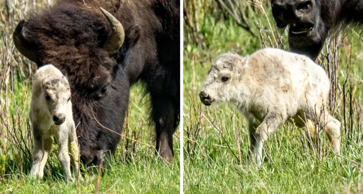 Lo comparan con Jesús: se cumple profecía indoamericana por el nacimiento de un búfalo blanco