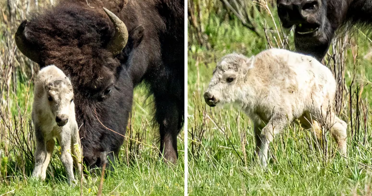 Lo comparan con Jesús: se cumple profecía indoamericana por el nacimiento de un búfalo blanco
