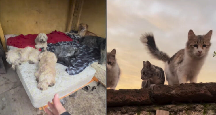 Buscan hogar para más de 15 mascotas abandonadas tras muerte de su dueña en Maipú