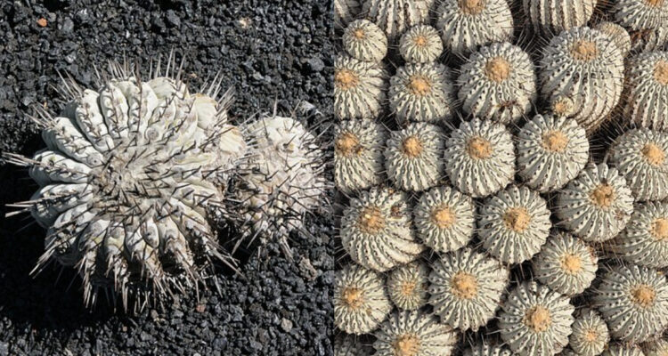 Género de cactus endémico de Chile, el copiapoa, está en grave peligro de extinción