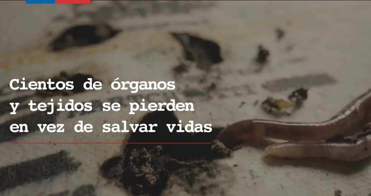 gusanos campaña minsal donación de organos