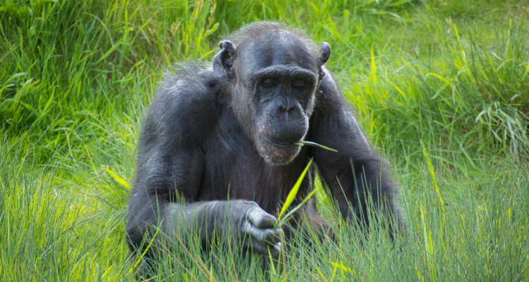 Chimpancés se automedican con plantas específicas para diversos tipos de afecciones, plantea estudio