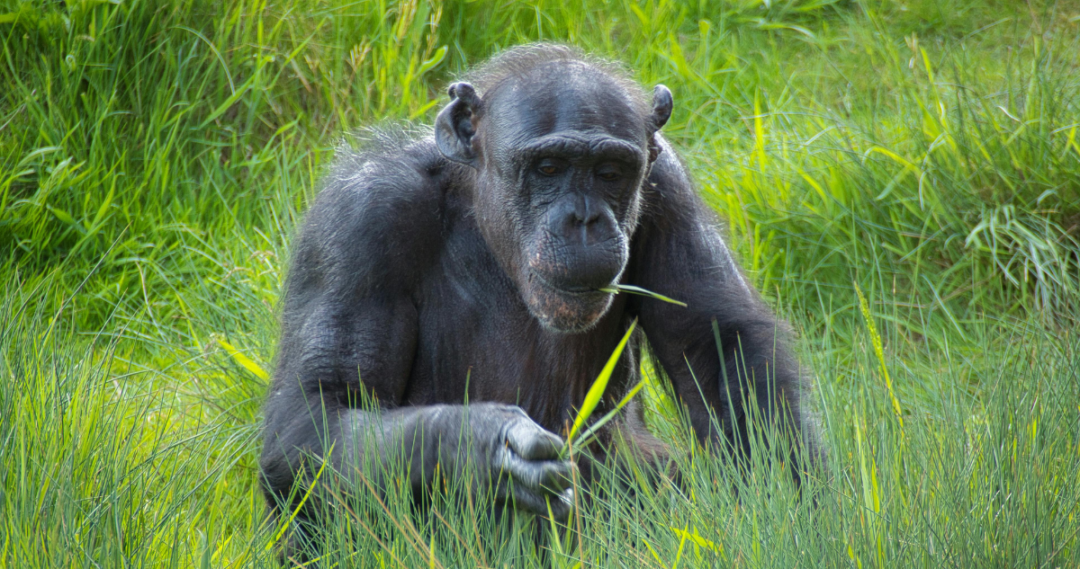 Chimpancés se automedican con plantas específicas para diversos tipos de afecciones, plantea estudio