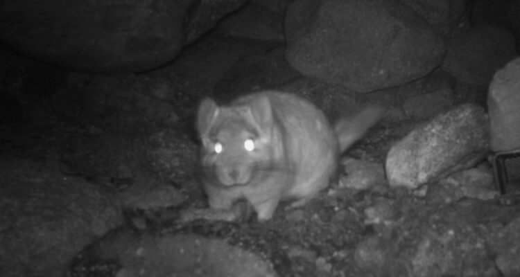 SMA amplía paralización de reubicación de chinchillas en minera de Gold Fields: “No están cumpliendo”