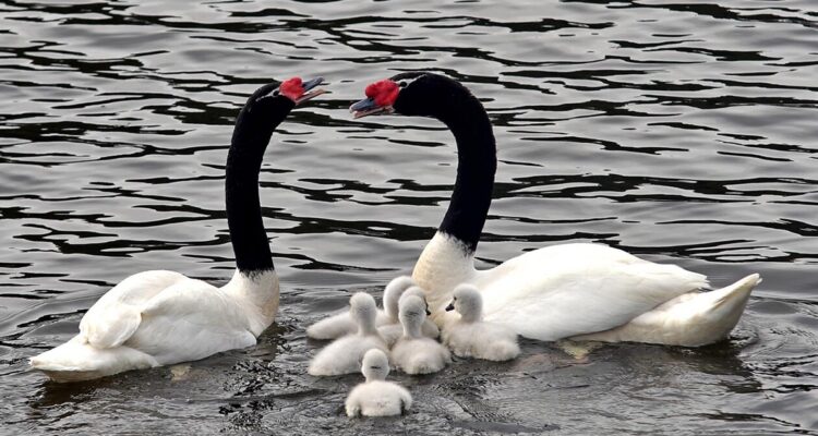 Encuentran 8 cisnes de cuello negro muertos en el Río Cruces de Valdivia