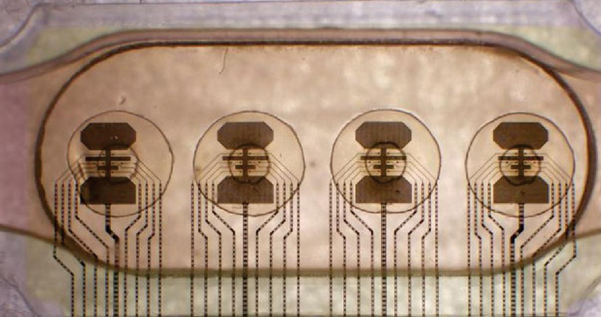 Una compañía llamada FinalSpark creó un futurista “computador viviente” basado en minicerebros hechos de tejido cerebral humano.
