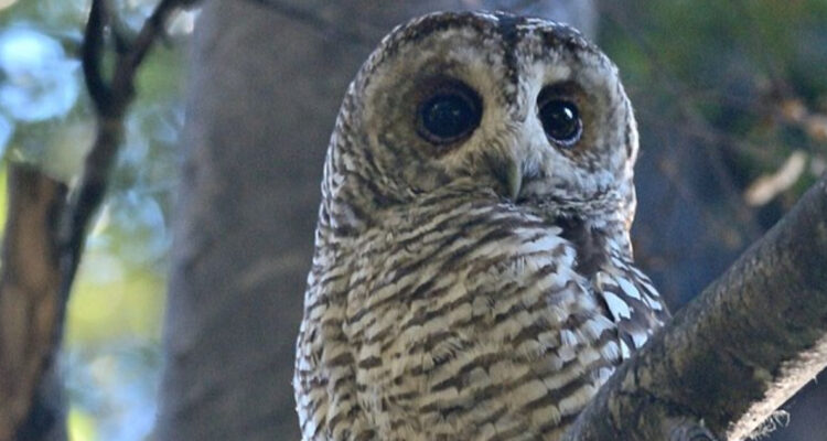 Concón, la inofensiva ave nocturna que confunden con el mito del “Tué Tué”: así es su canto