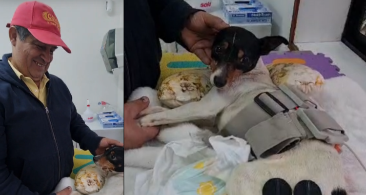 Copito en su sesión de fisioterapia en Osorno